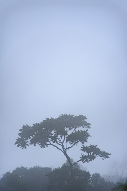 Bomen in de vroege ochtend mist