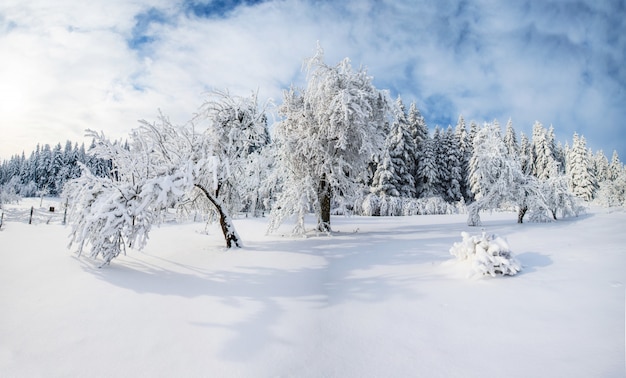 Bomen in de winter