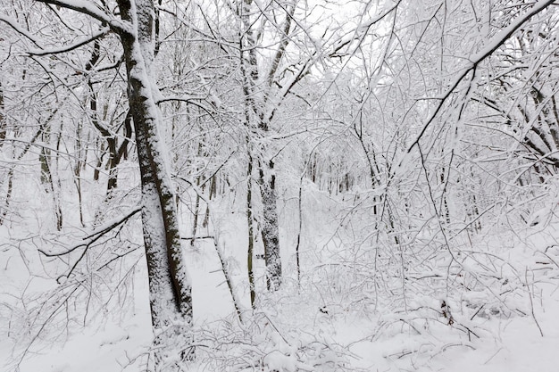 bomen in de winter