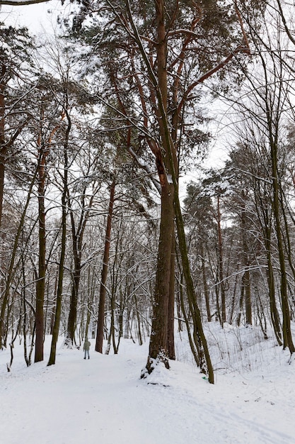 Bomen in de winter