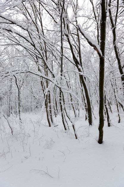 Bomen in de winter