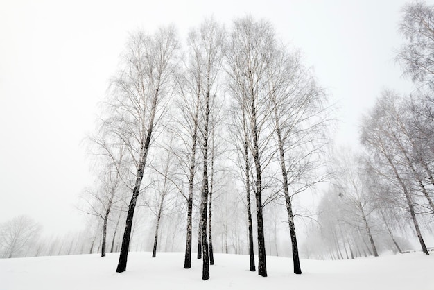 Bomen in de winter