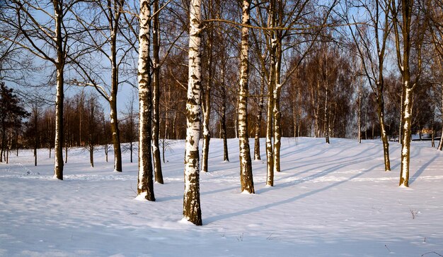 Foto bomen in de winter