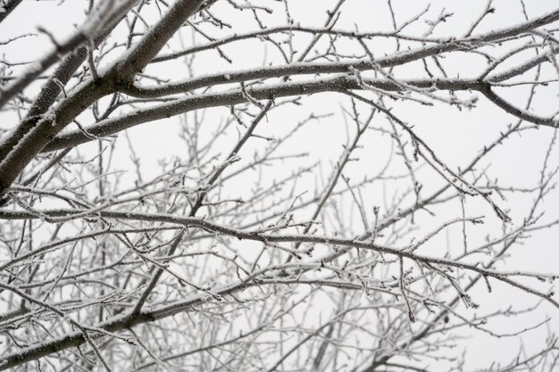 Bomen in de winter