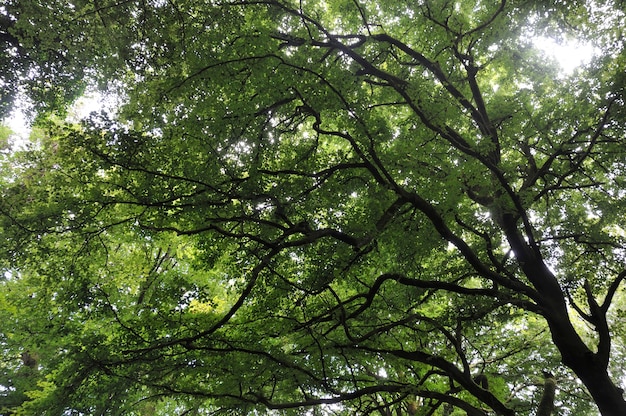 Bomen in de zomer in Frankrijk