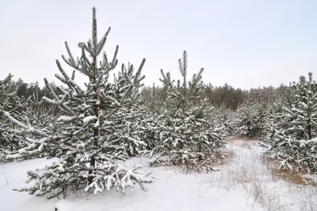 Bomen in een bos op een bewolkte winterdag