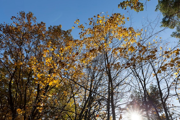 Bomen in een gemengd bos tijdens bladval, herfstbos met verschillende loofbomen in het herfstseizoen