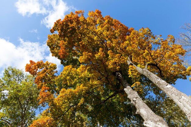 Bomen in een gemengd bos tijdens bladval