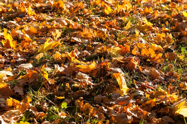 Bomen in een gemengd bos tijdens bladval