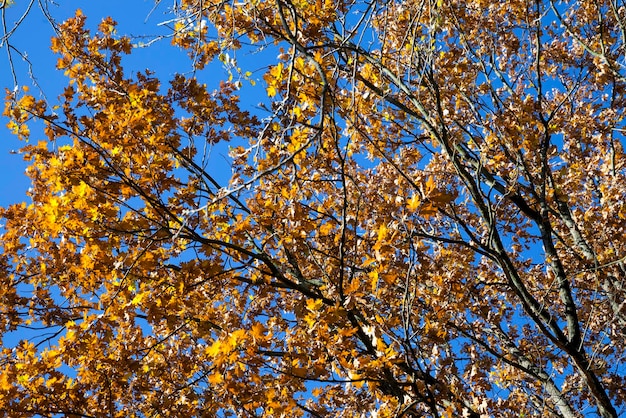 Bomen in een gemengd bos tijdens bladval