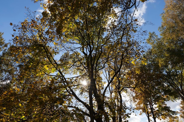 Bomen in een gemengd bos tijdens bladval