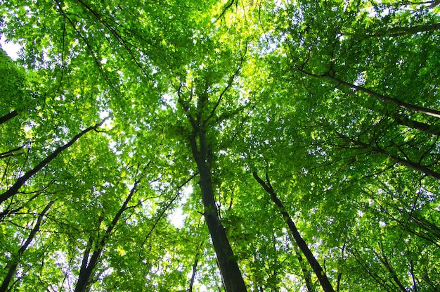 Bomen in een groen bos in de lente