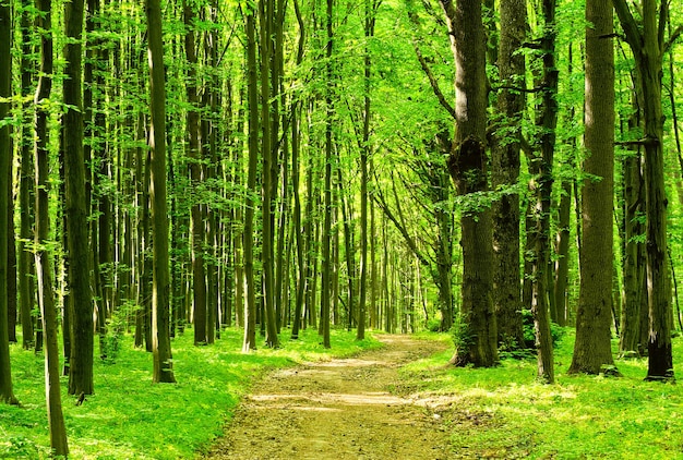 Bomen in een groen bos in de lente