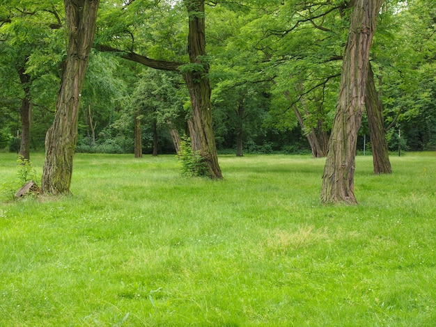 Bomen in een park