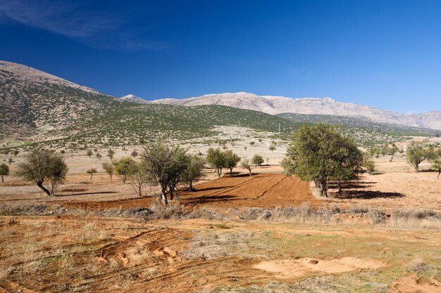 Bomen in een veld, Taurusgebergte, Turkije