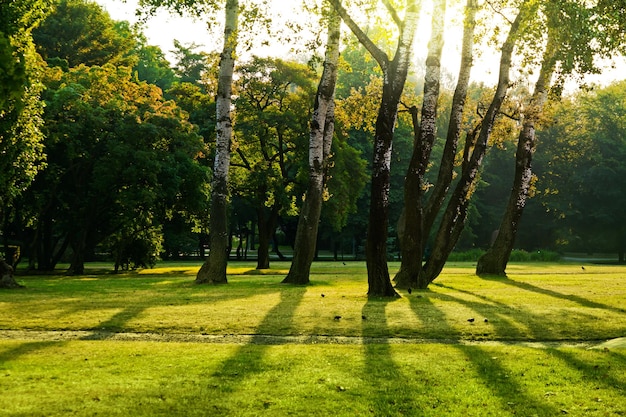 Bomen in groen park