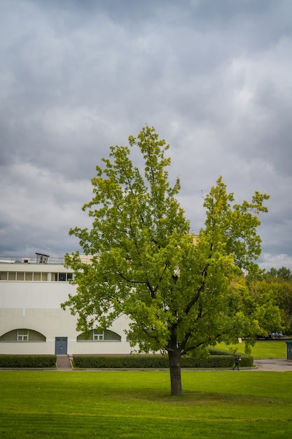 Bomen in herfst stadspark