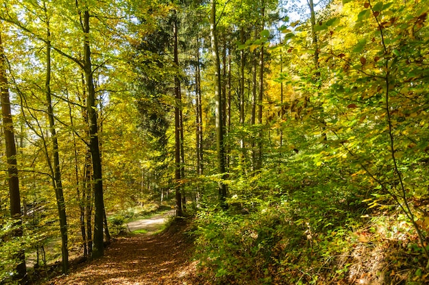 Bomen in herfstgebladerte buiten Zürich, Zwitserland op 21 oktober 2012