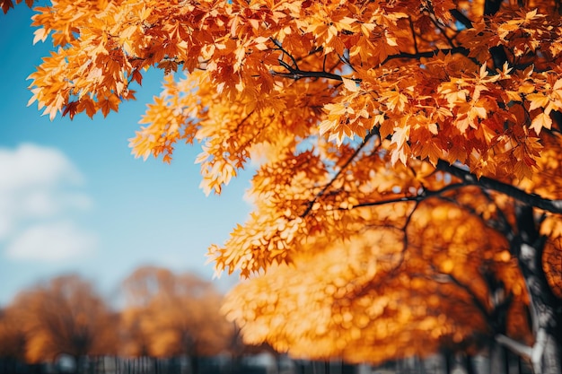 Bomen in herfstpark van onderen gele toppen van bomen blauwe hemelachtergrond