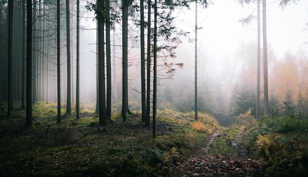 Bomen in het bos bij mistig weer