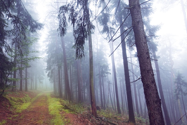 Bomen in het bos bij mistig weer