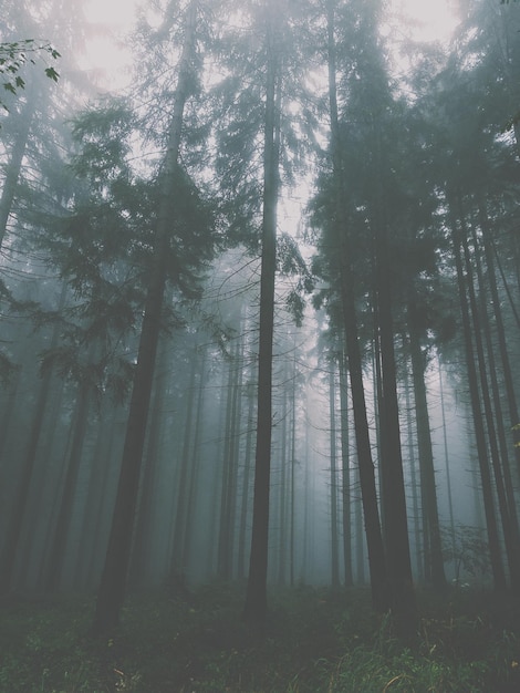 Bomen in het bos bij mistig weer