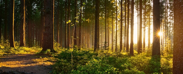 Bomen in het bos bij zonsondergang