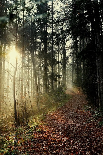 Bomen in het bos bij zonsondergang