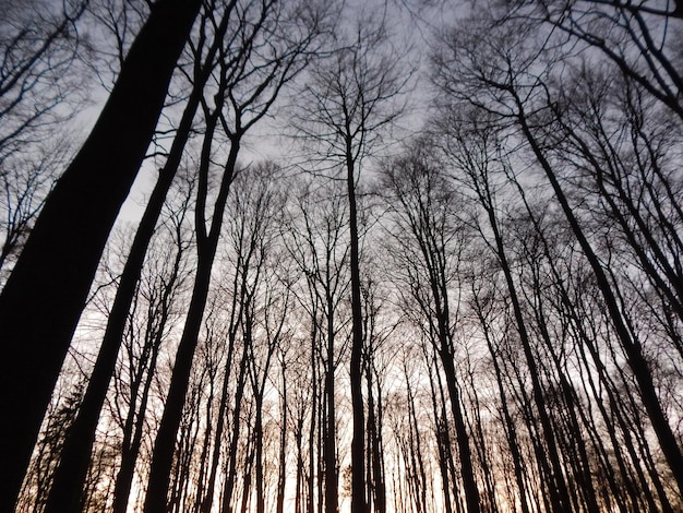 Bomen in het bos bij zonsondergang