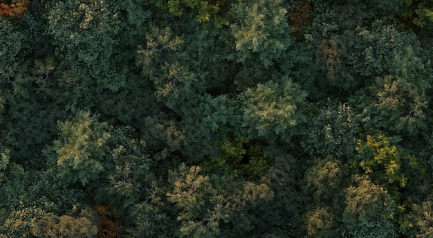 bomen in het bos bovenaanzicht gebiedsweergave