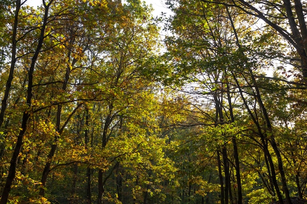 bomen in het bos, herfst