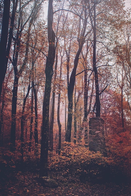 Bomen in het bos in de herfst