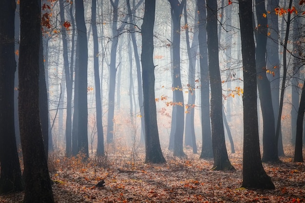 Bomen in het bos in de herfst