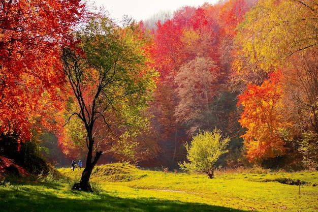 Foto bomen in het bos in de herfst