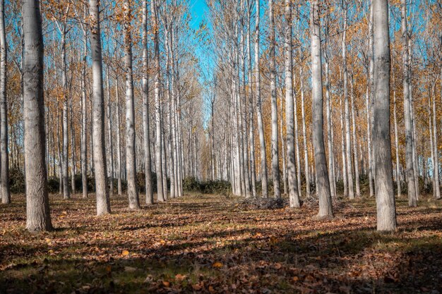 Foto bomen in het bos in de herfst