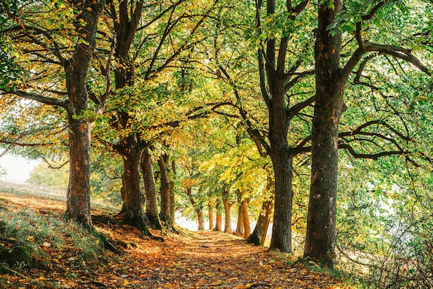 Bomen in het bos in de herfst