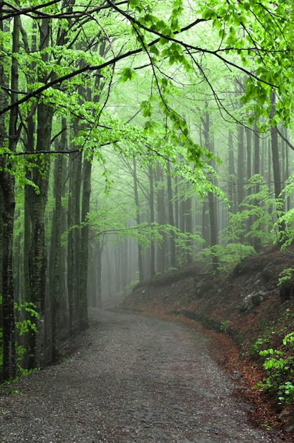 Bomen in het bos in de herfst