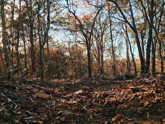 Bomen in het bos in de herfst