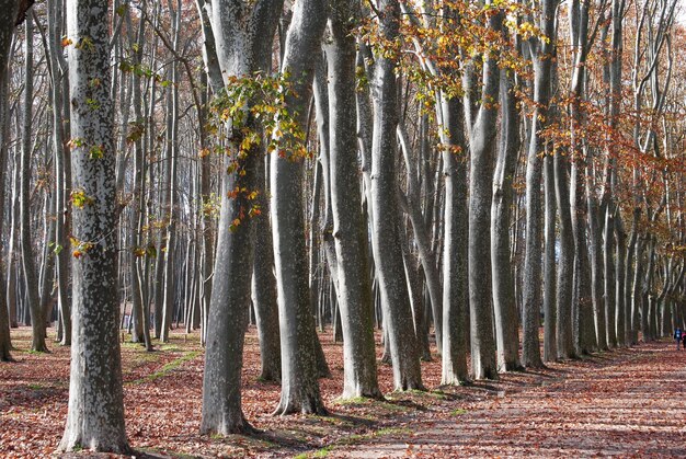 Foto bomen in het bos in de herfst