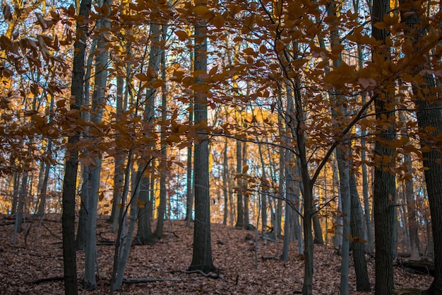 Bomen in het bos in de herfst