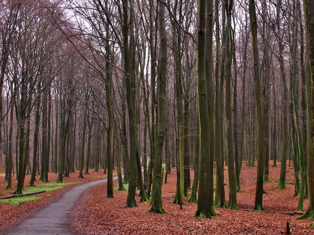 Bomen in het bos in de herfst