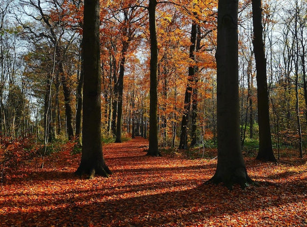 Bomen in het bos in de herfst