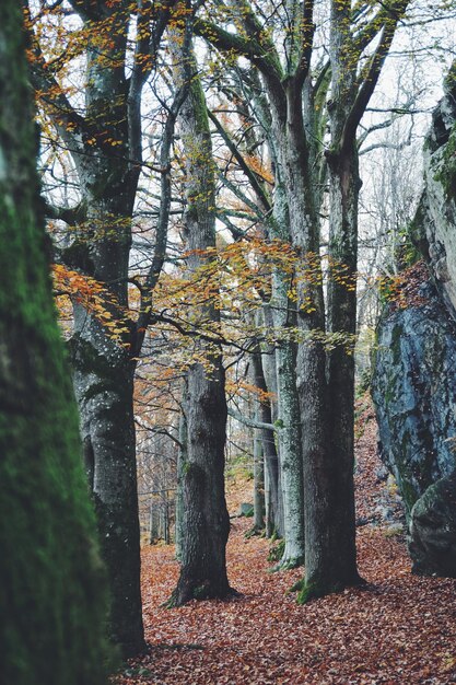 Foto bomen in het bos in de herfst