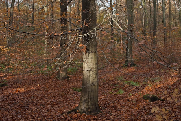 Foto bomen in het bos in de herfst