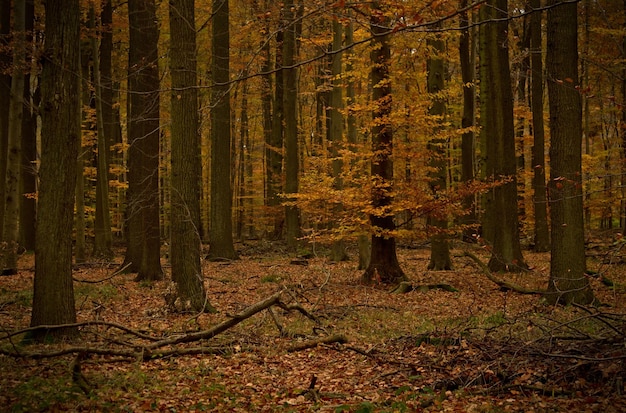 Bomen in het bos in de herfst