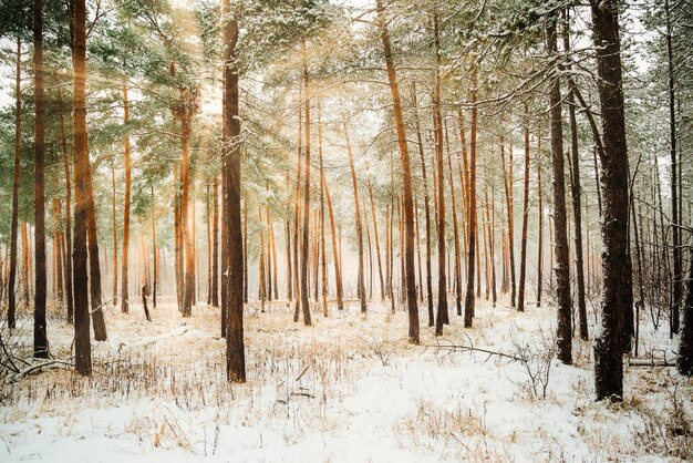 Foto bomen in het bos in de winter