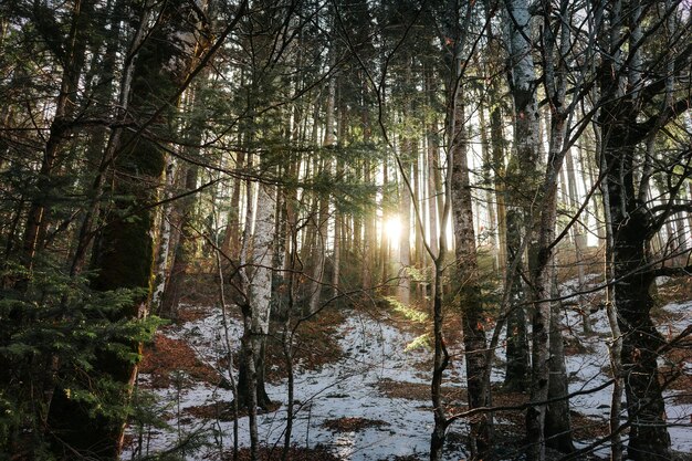 Foto bomen in het bos in de winter