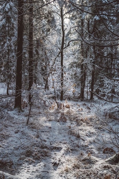 Foto bomen in het bos in de winter