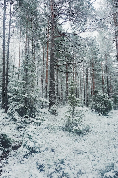 Foto bomen in het bos in de winter