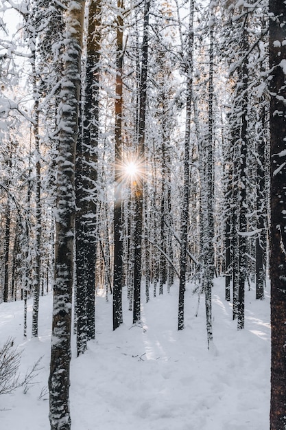 Bomen in het bos in de winter